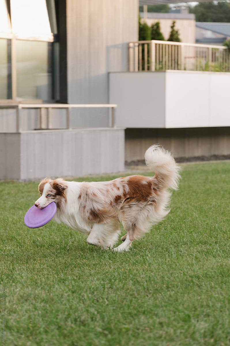 Australian Shepherd playing with frisbee