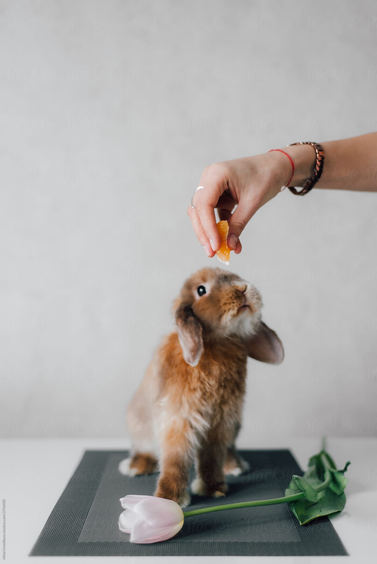 Woman feeding hare with carrot