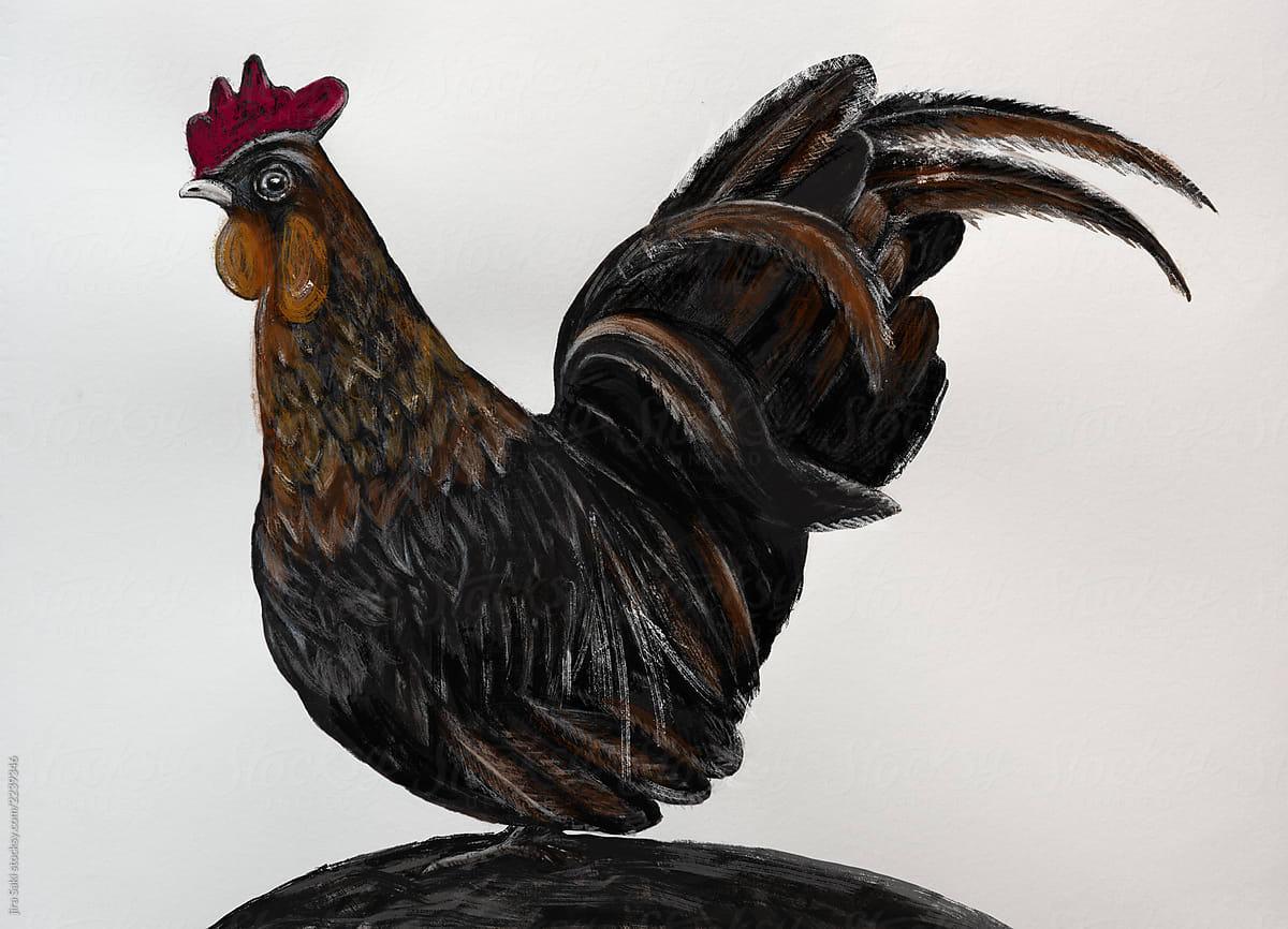 Thai rooster