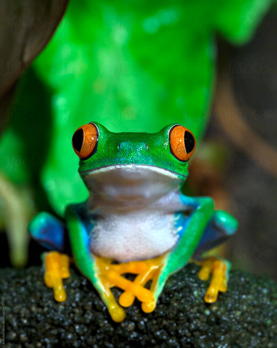 blue red eyed tree frog