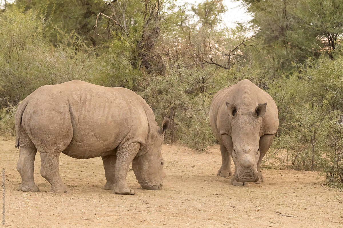 White Rhinos with Horn Cut-Off