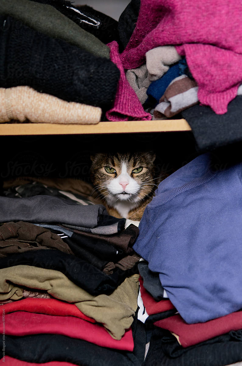 Résultat de recherche d'images pour gatos durmiendo en lugares raros