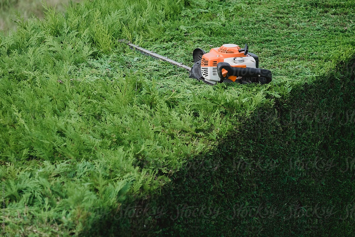 Petrol hedge trimmer sitting on top of a half cut hedge.