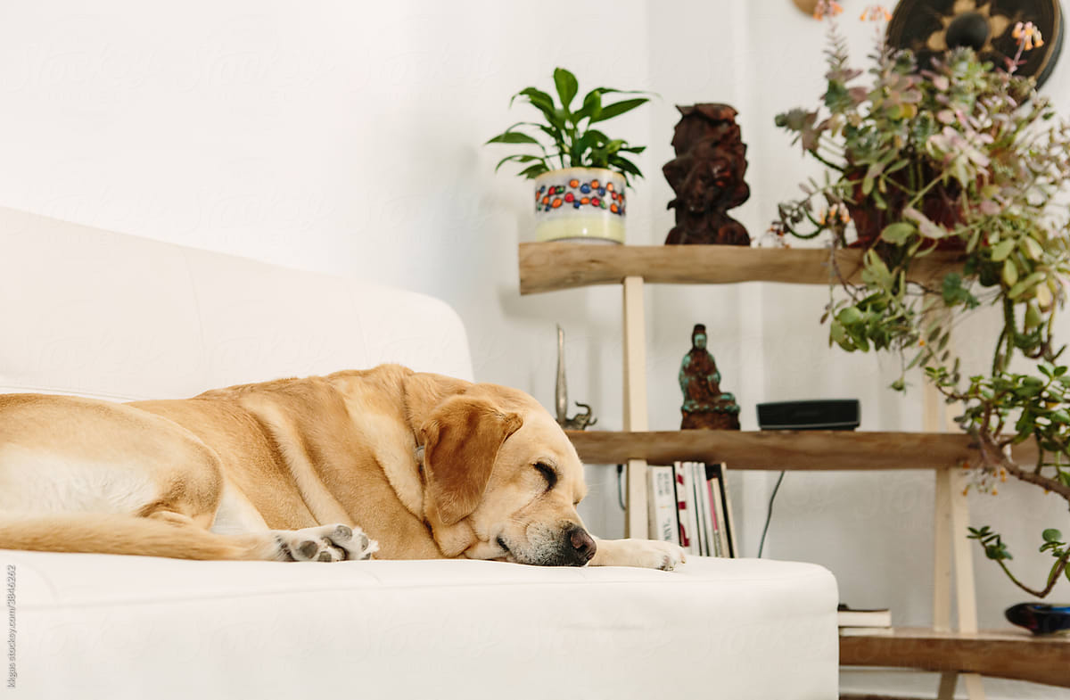 Labrador sleeps on sofa