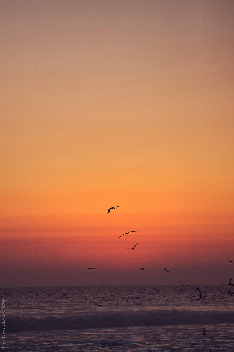 A line of seagulls flying during a golden sunset over the sea