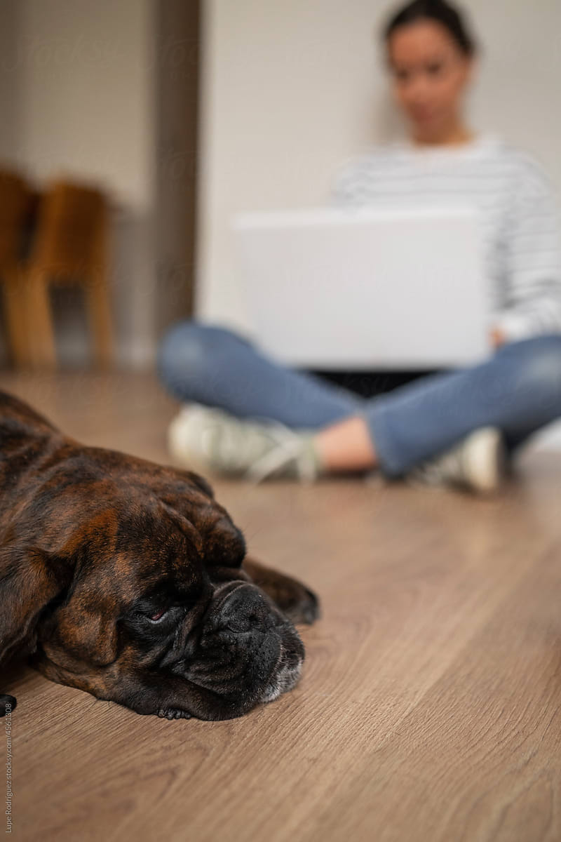 sleeping dog with her owner who is with a laptop