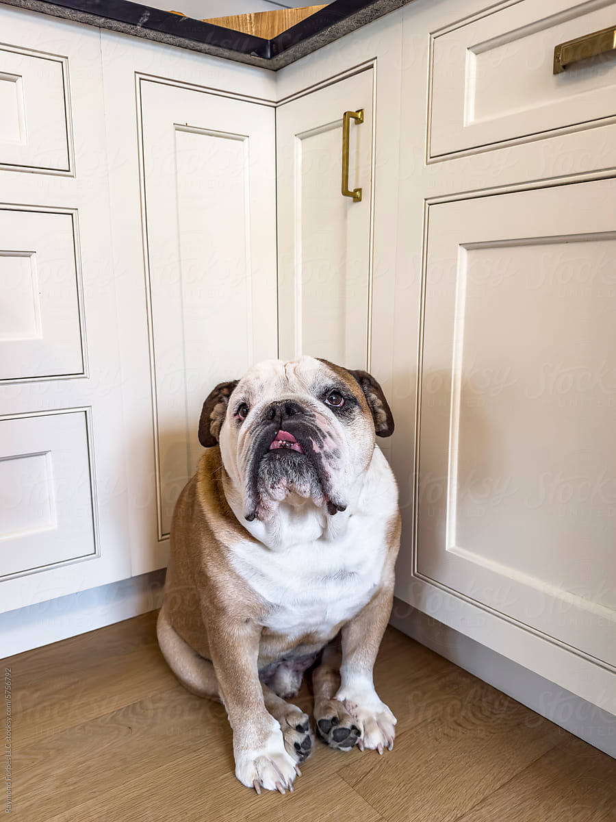 Cute shy Bulldog Dog pet portrait of kitchen corner