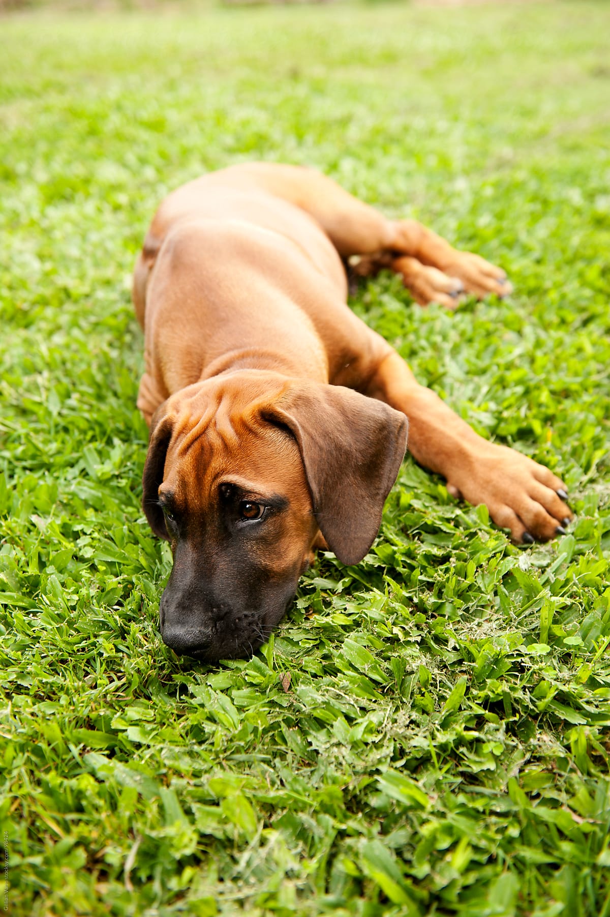 cute ridgie puppy on the grass