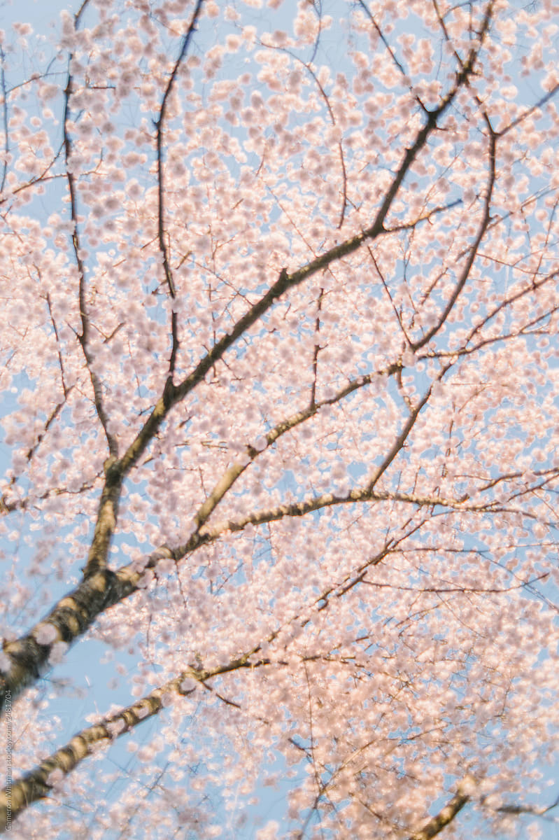 Defocused Cherry Blossom Background