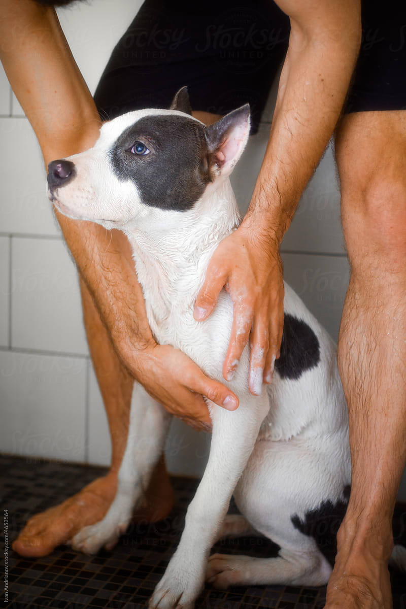 Dog Showering Wellness Procedure