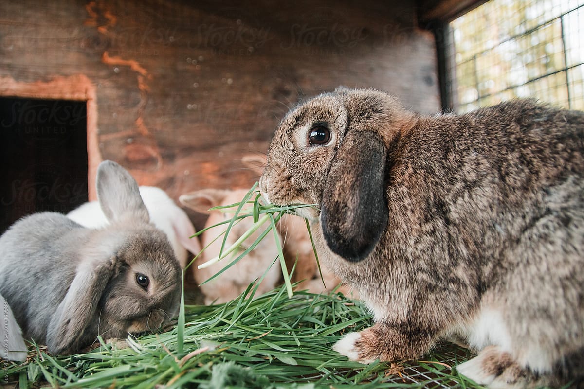 Lop bunnies eating grass