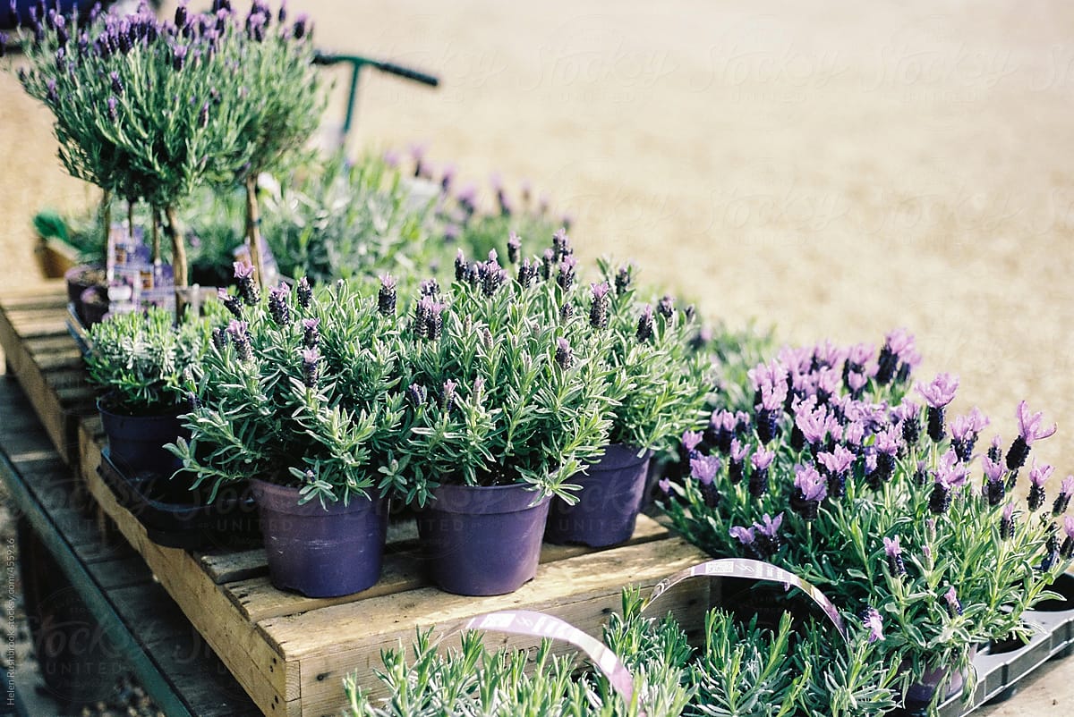 French lavender plants for sale outside a plant store.