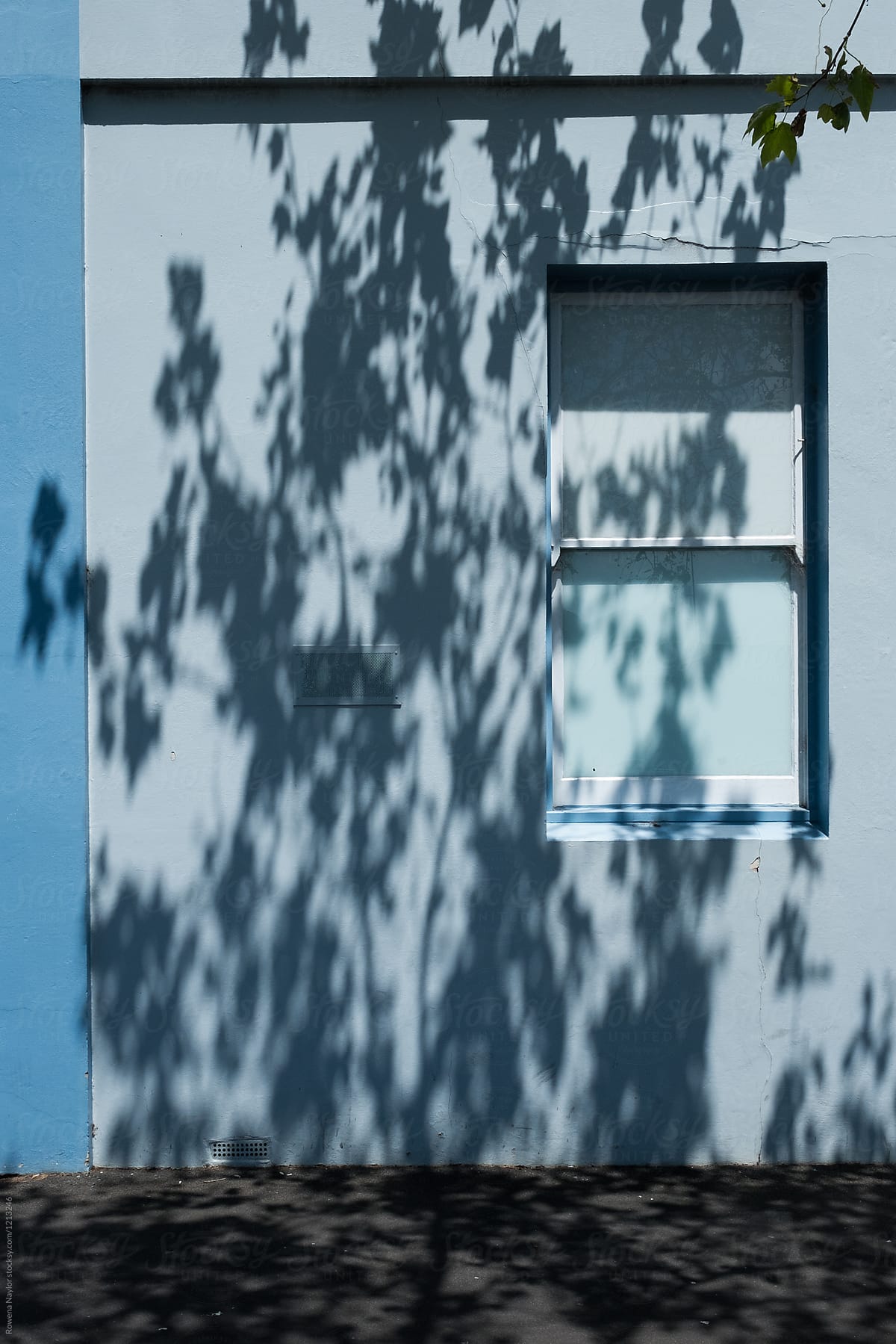Shadows from trees on blue walls