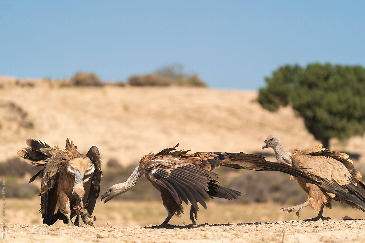 Griffon Vultures Fight Each Other Over A Rabbit Carcass
