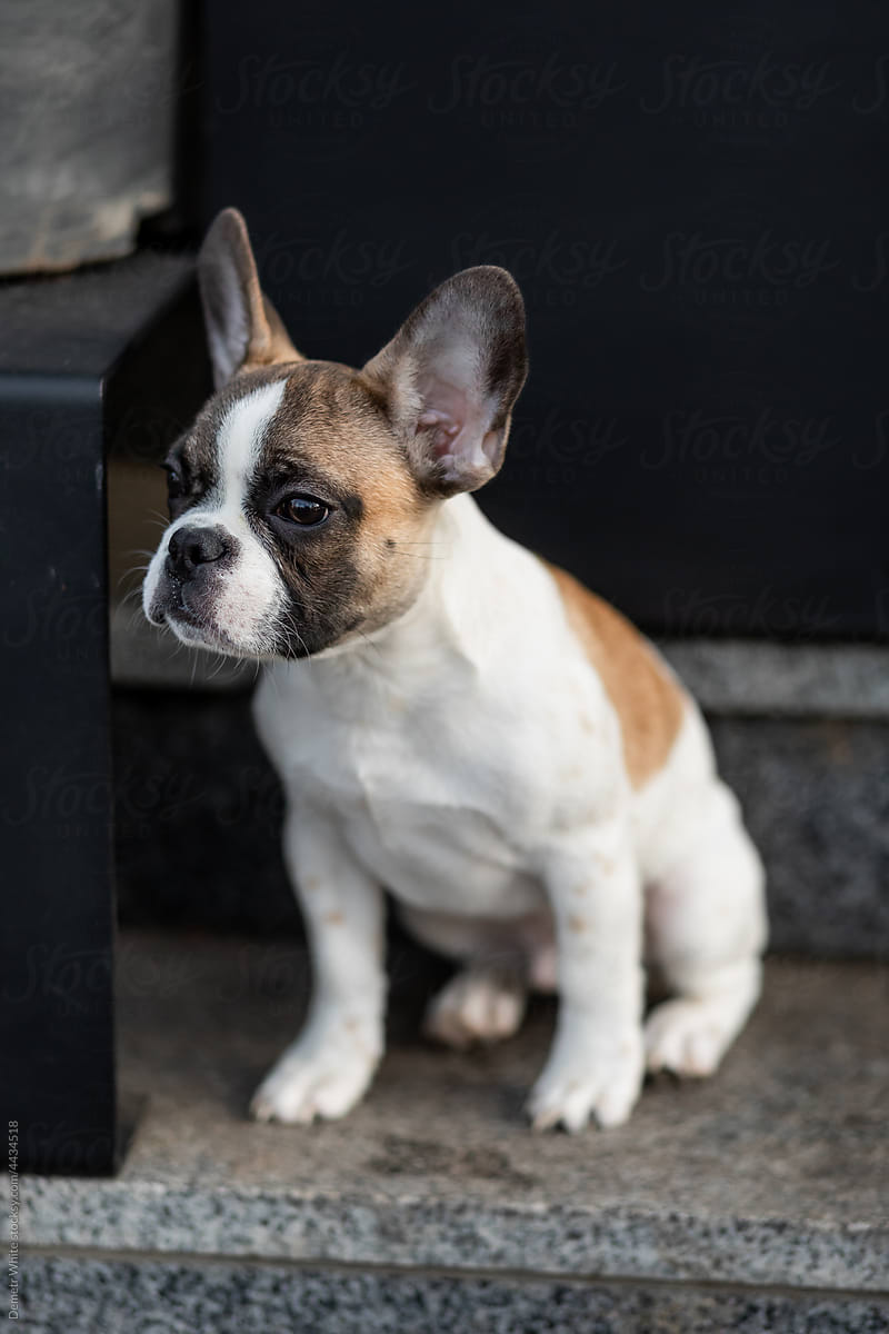 Little french bulldog outdoor