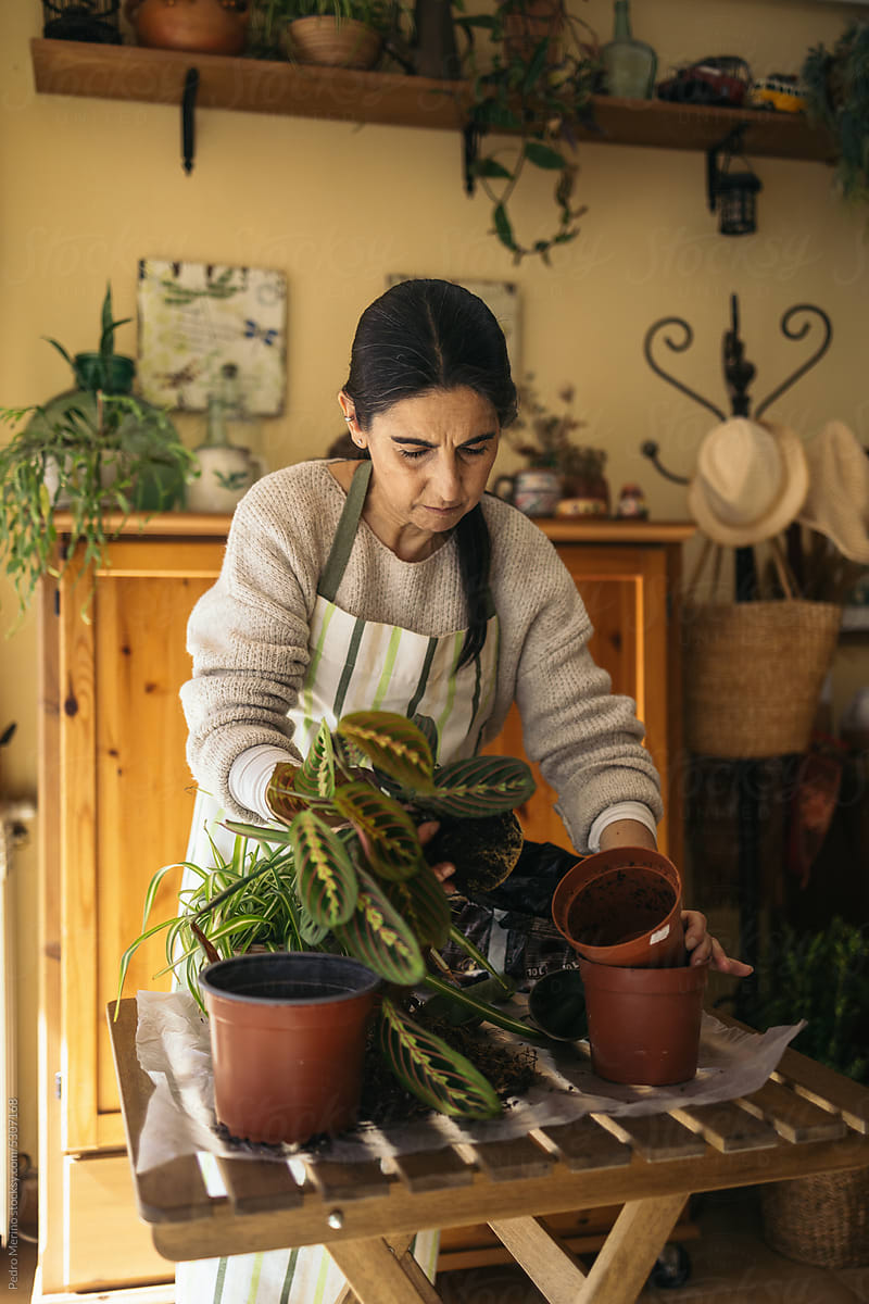 Mature woman in apron transplanting plants carefully at home