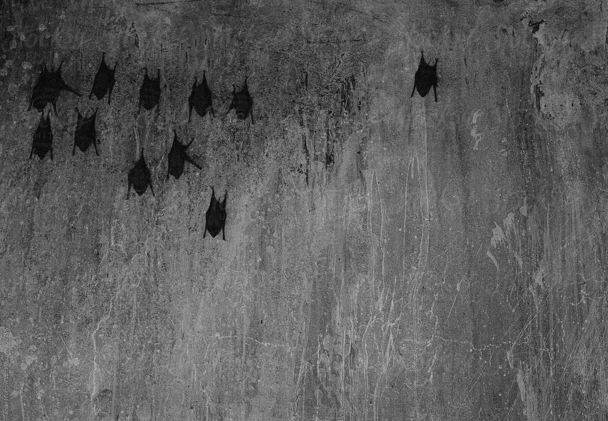 Bats on wall