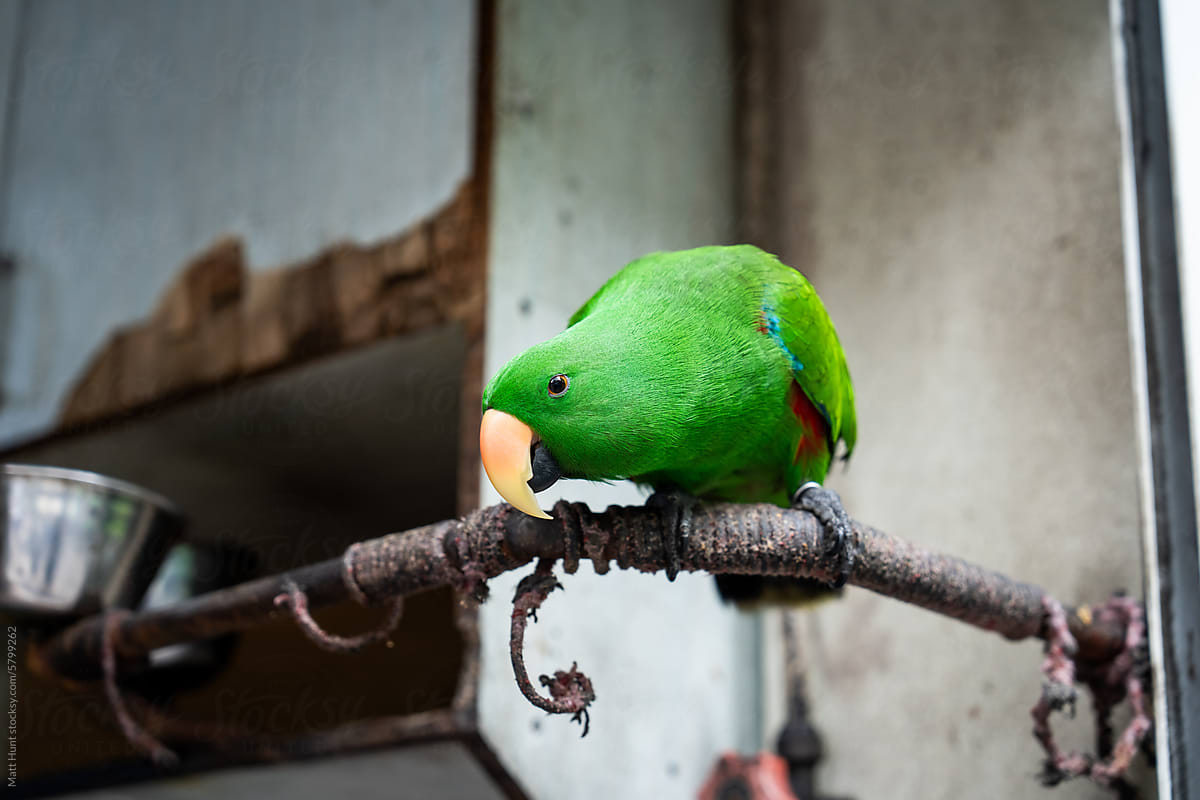 A green parrot with an orange beak looks down from a perch in Maldives