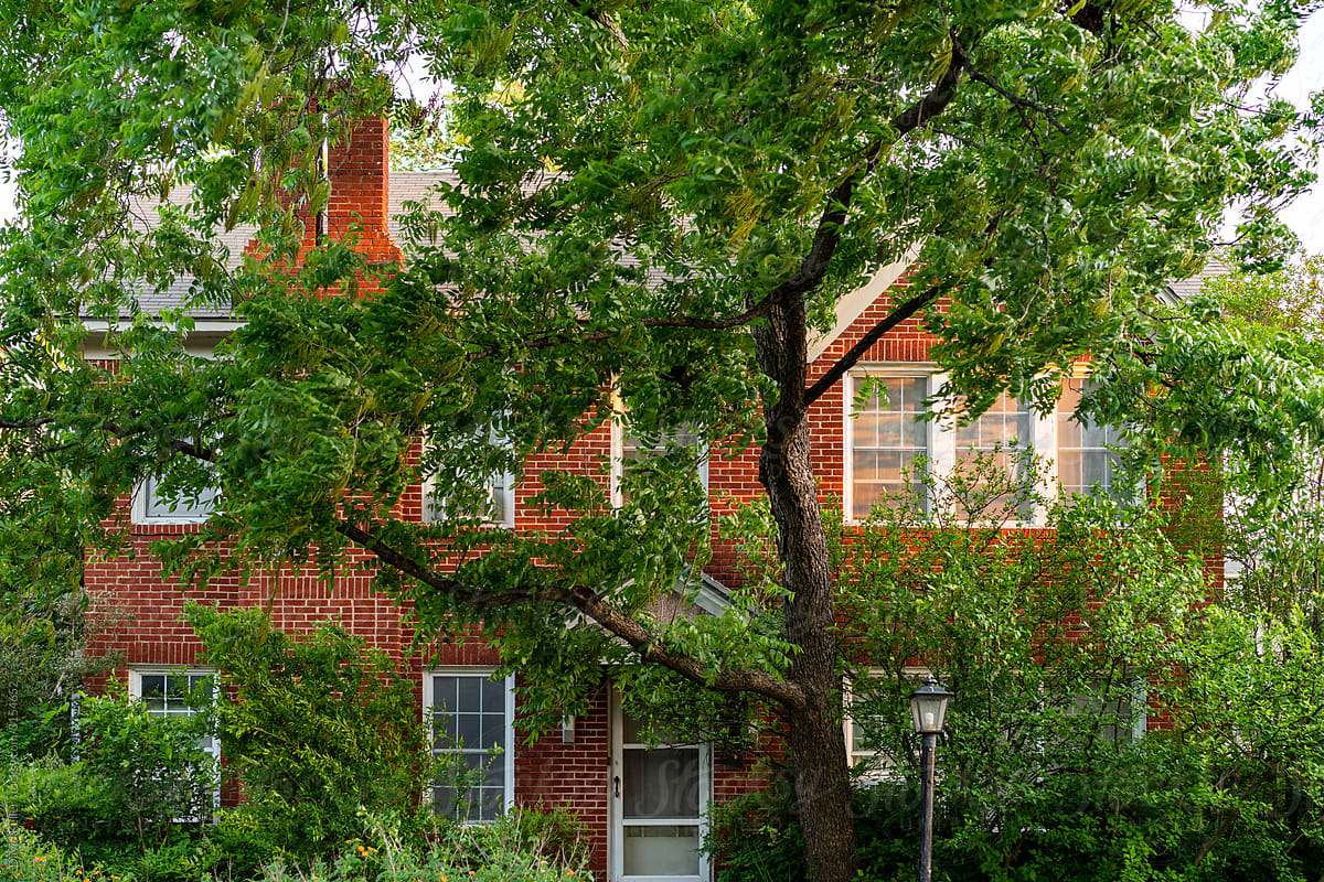 A tree covering the entire exterior of a brick house