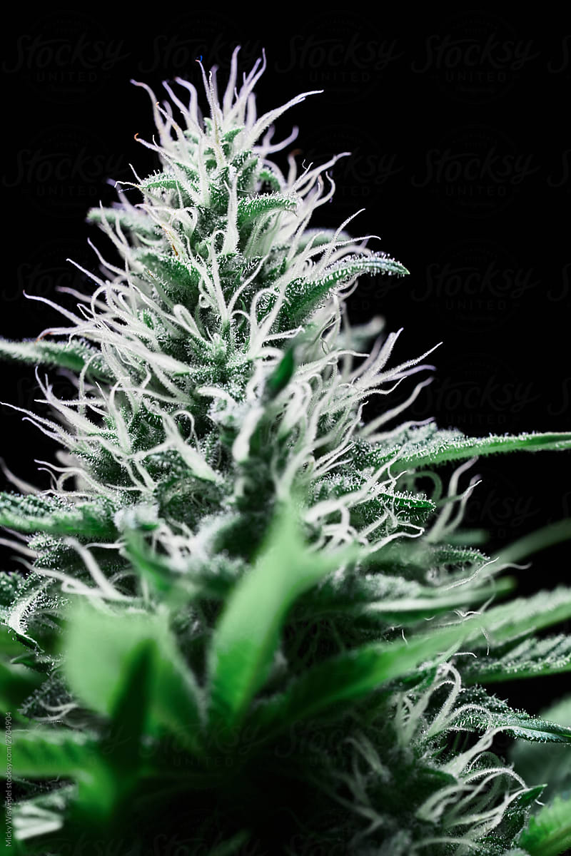 cannabis plant bud hairs