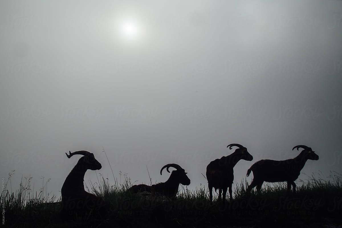 4 mountain goats