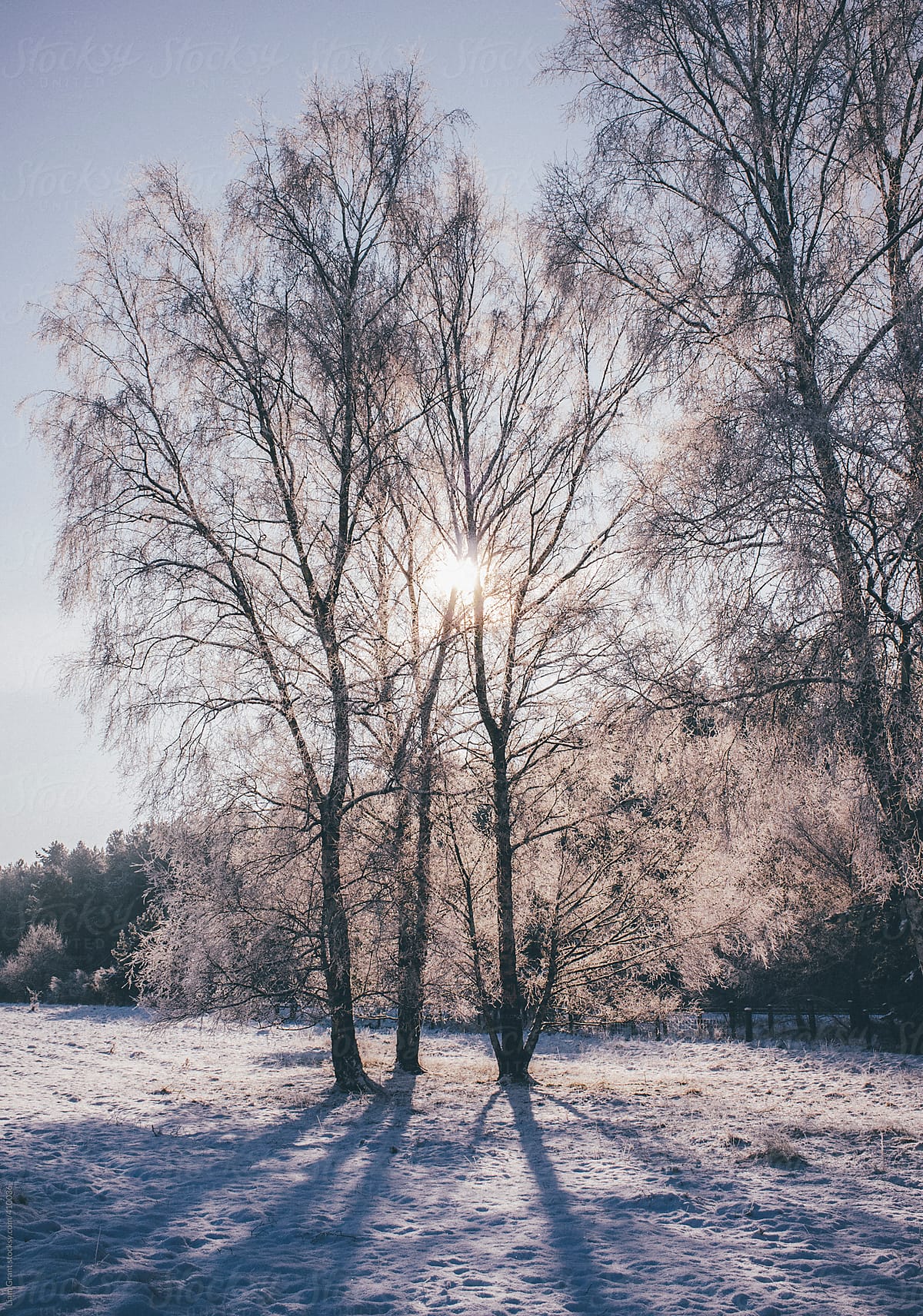 Sunlight through frozen, snow covered Silver Birch trees.