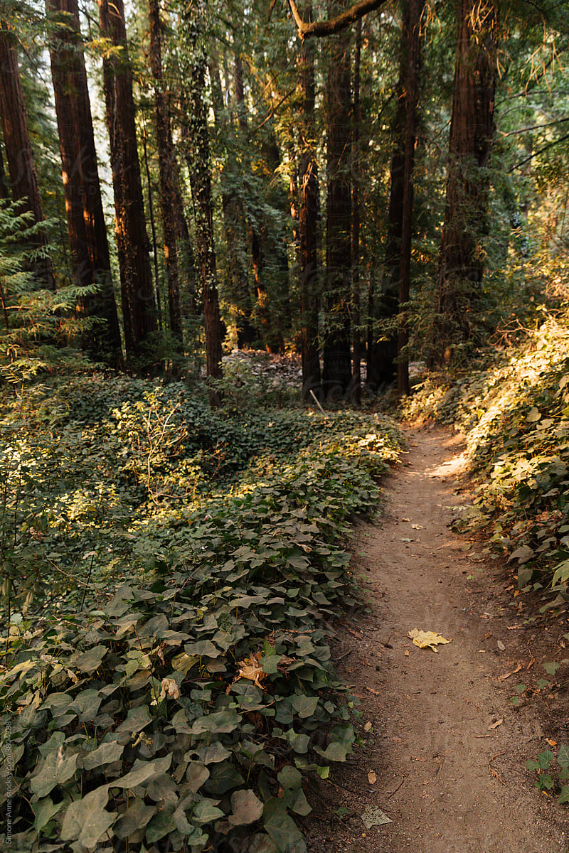 Dirt path through a redwood grove
