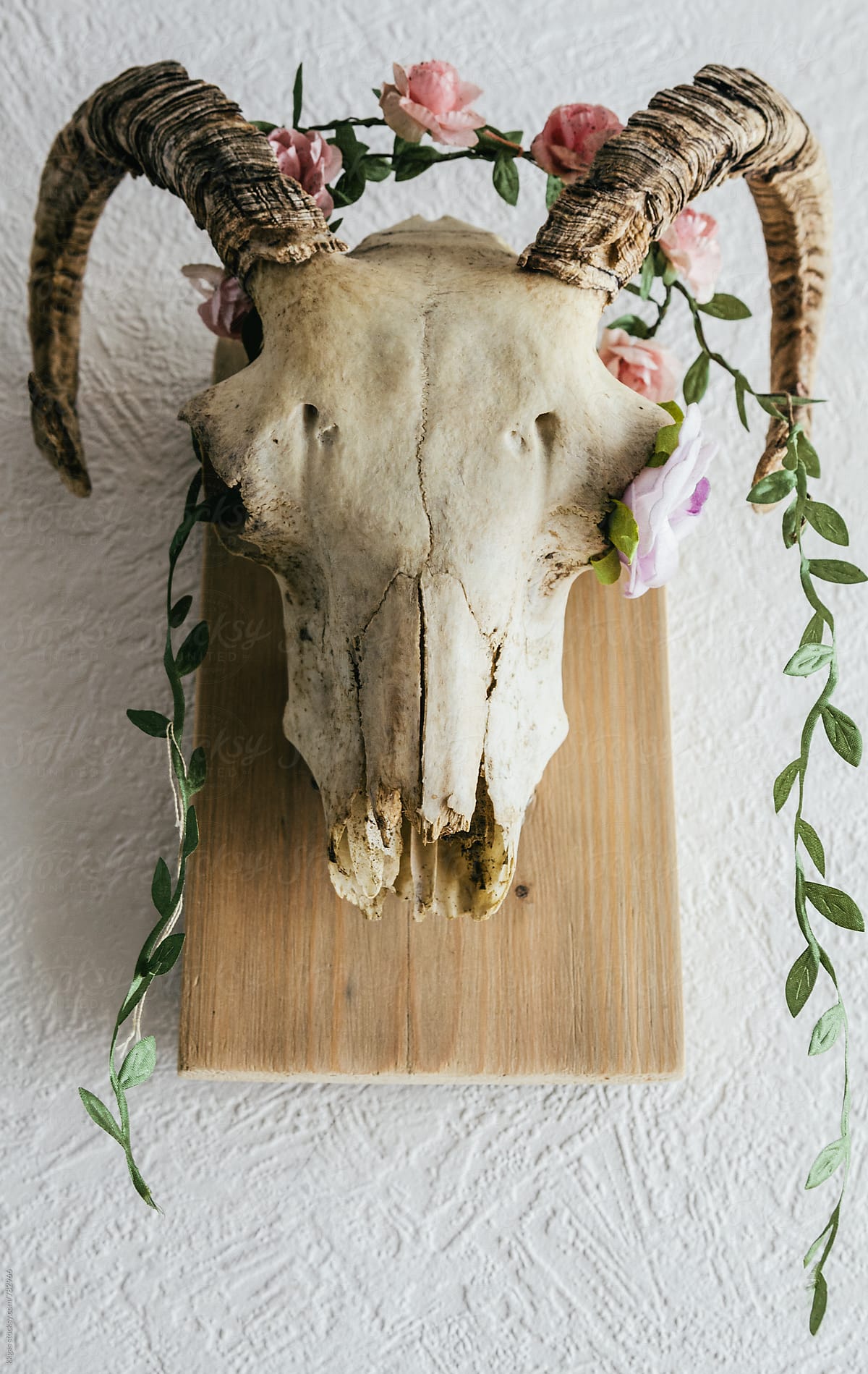 Rams Skull with flower garland decoration.