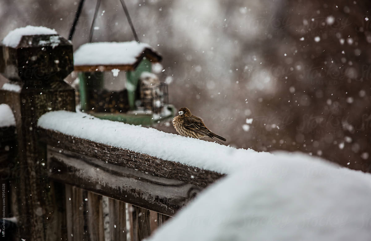 Bird feeder during snow fall