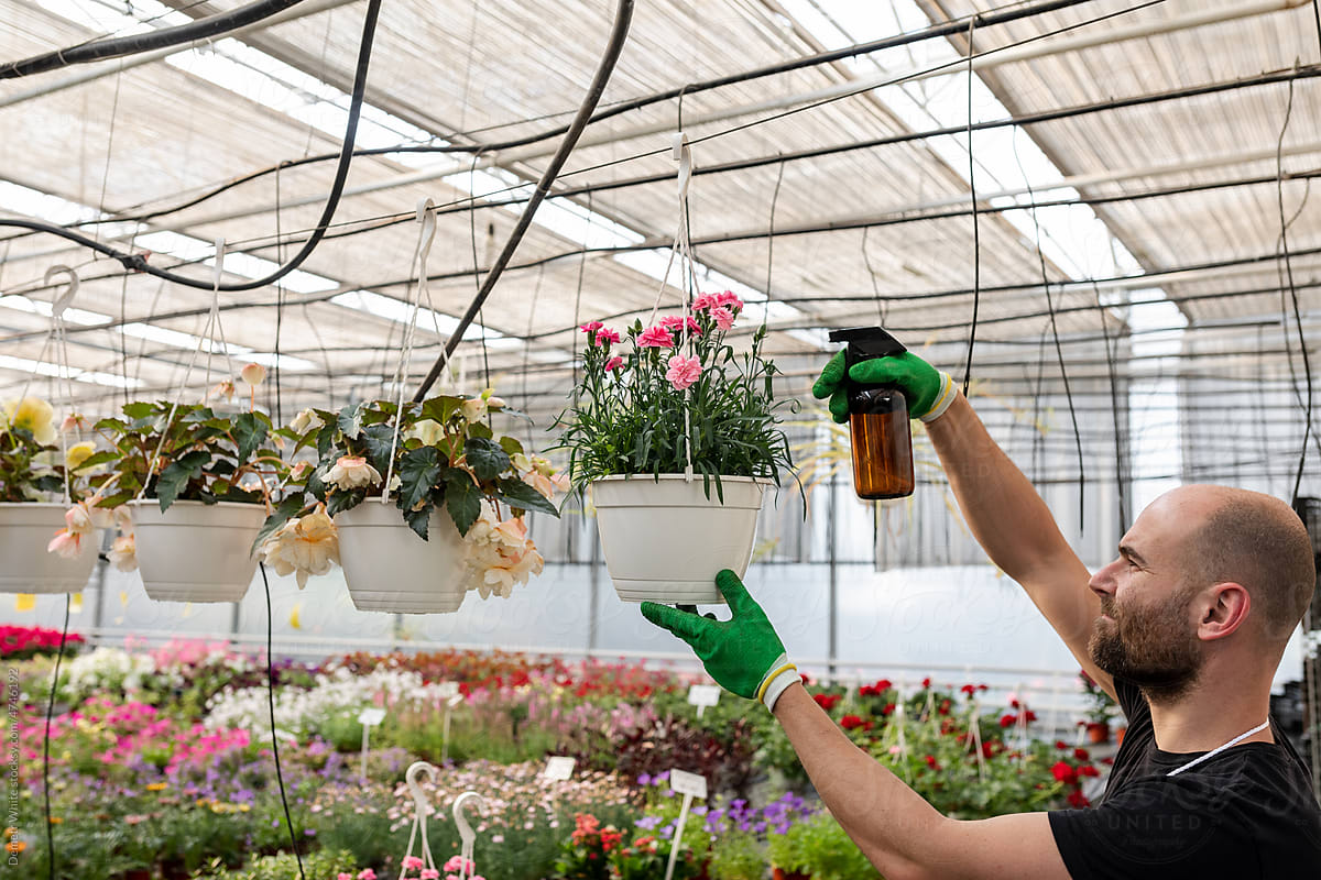 Watering plants with sprayer inside greenhouse