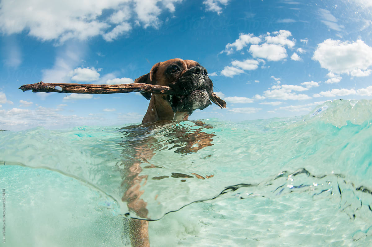Dog with stick in tropical water