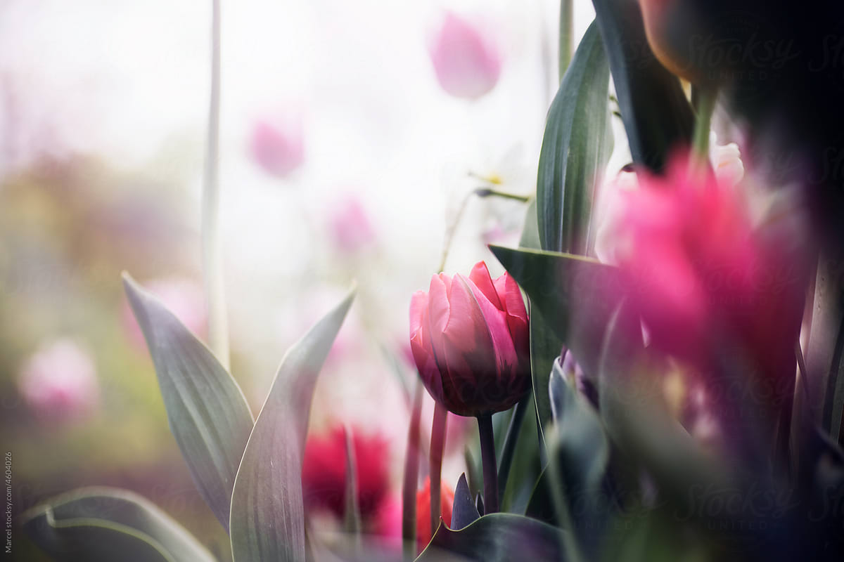 Spring tulips double exposure