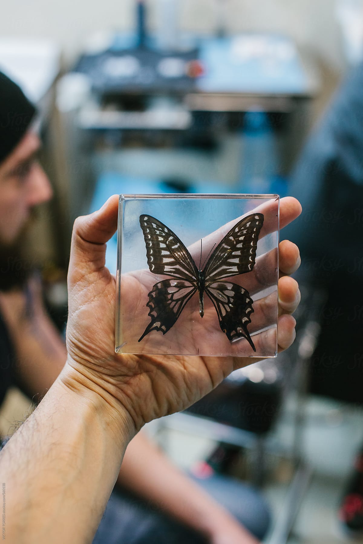 Person Holding a Dissected Butterfly