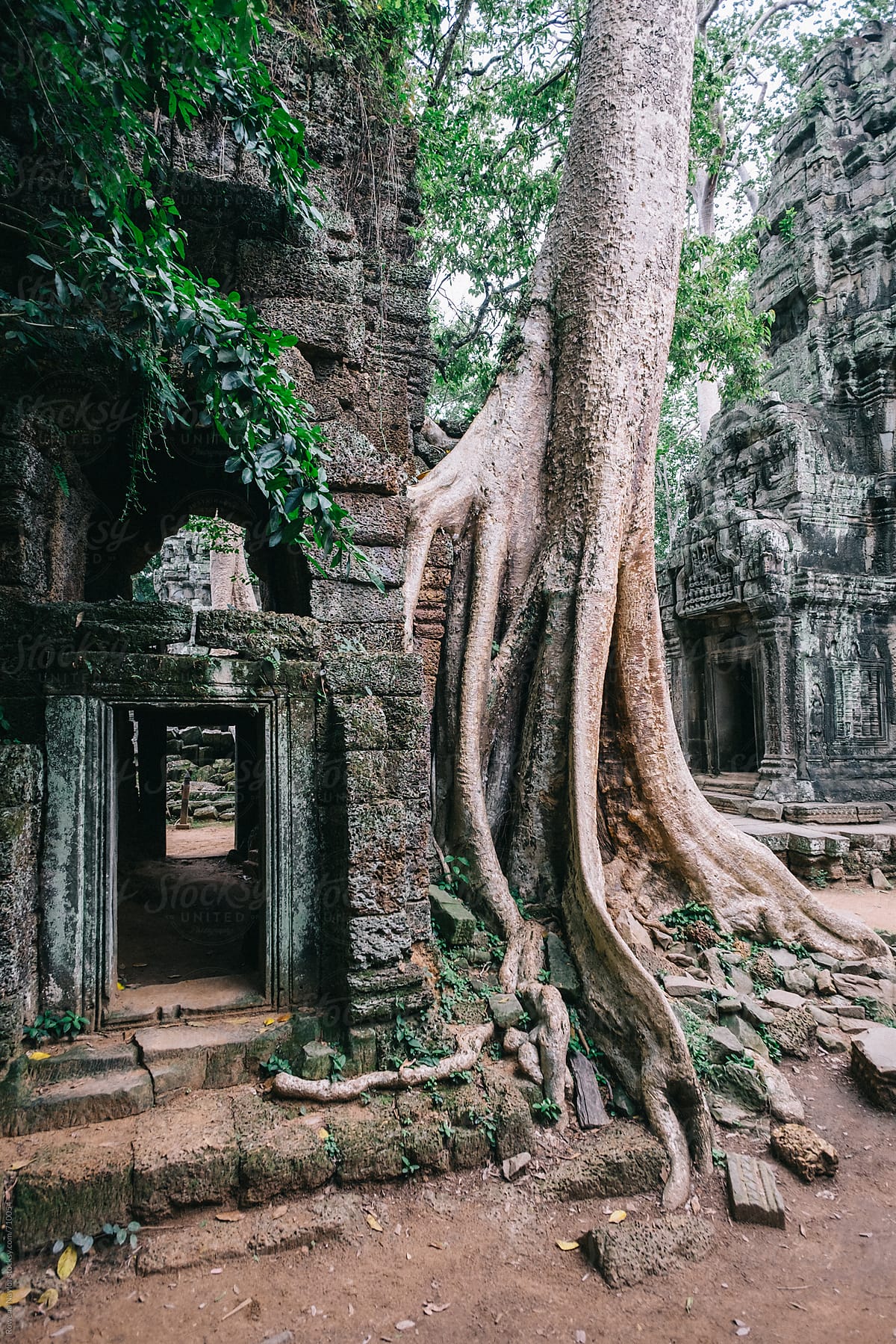 Ta Prohm Temple, aka Tomb Raider Temple, Siem Reap,  Cambodia