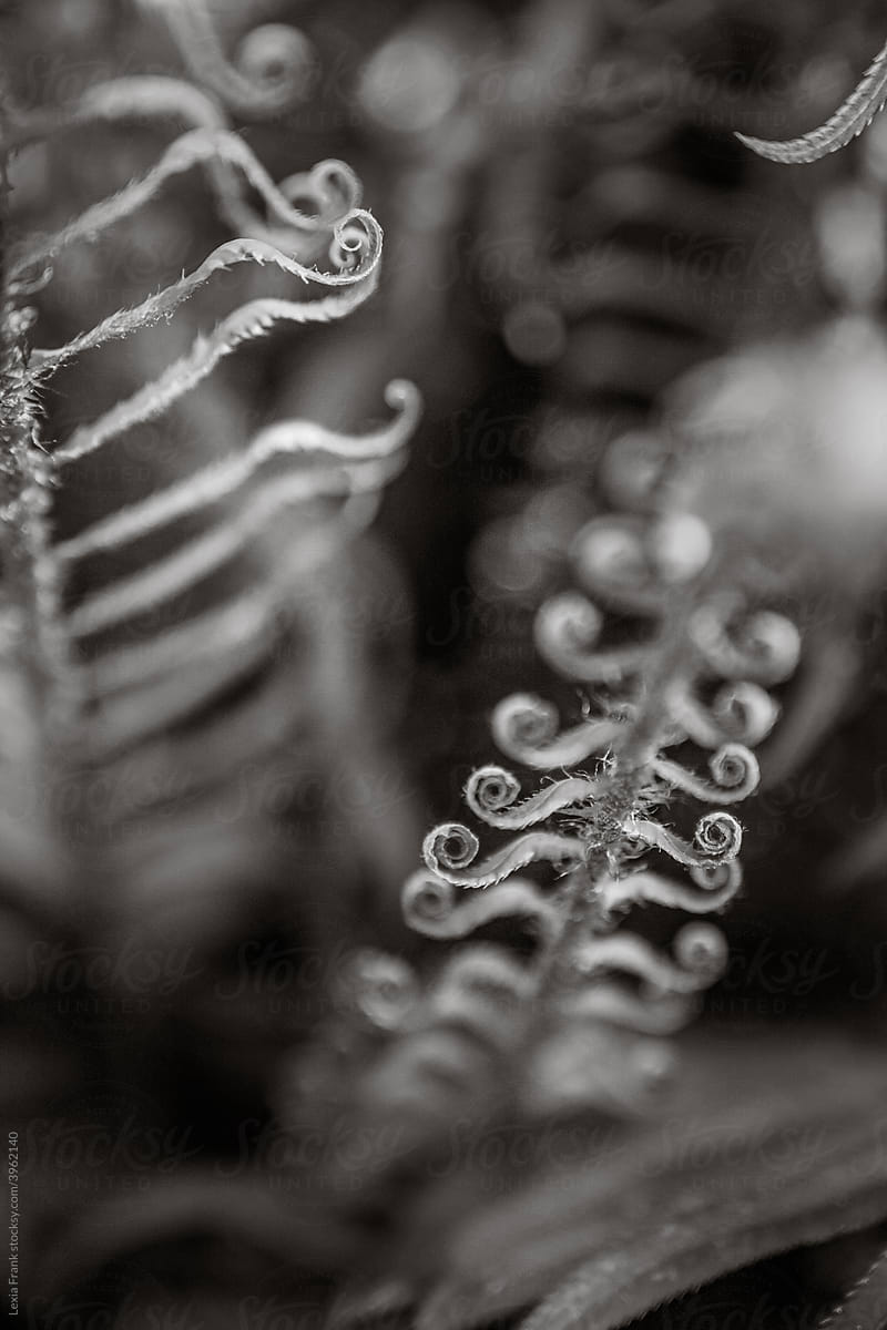 black and white fine art fern spirals
