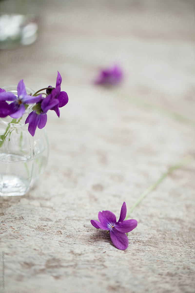 Springtime: wild violets bouquet in glass jar on stone pavement