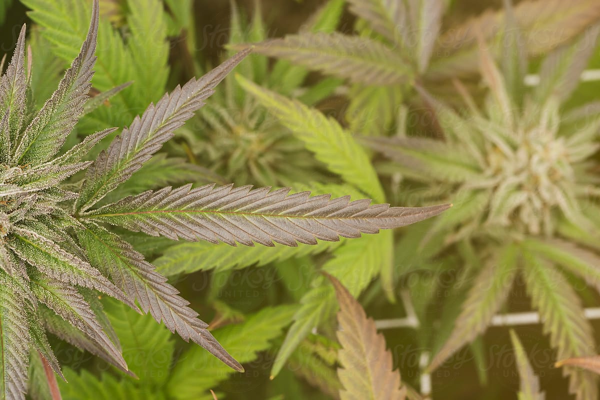 Cannabis Leaf with Flower in Background