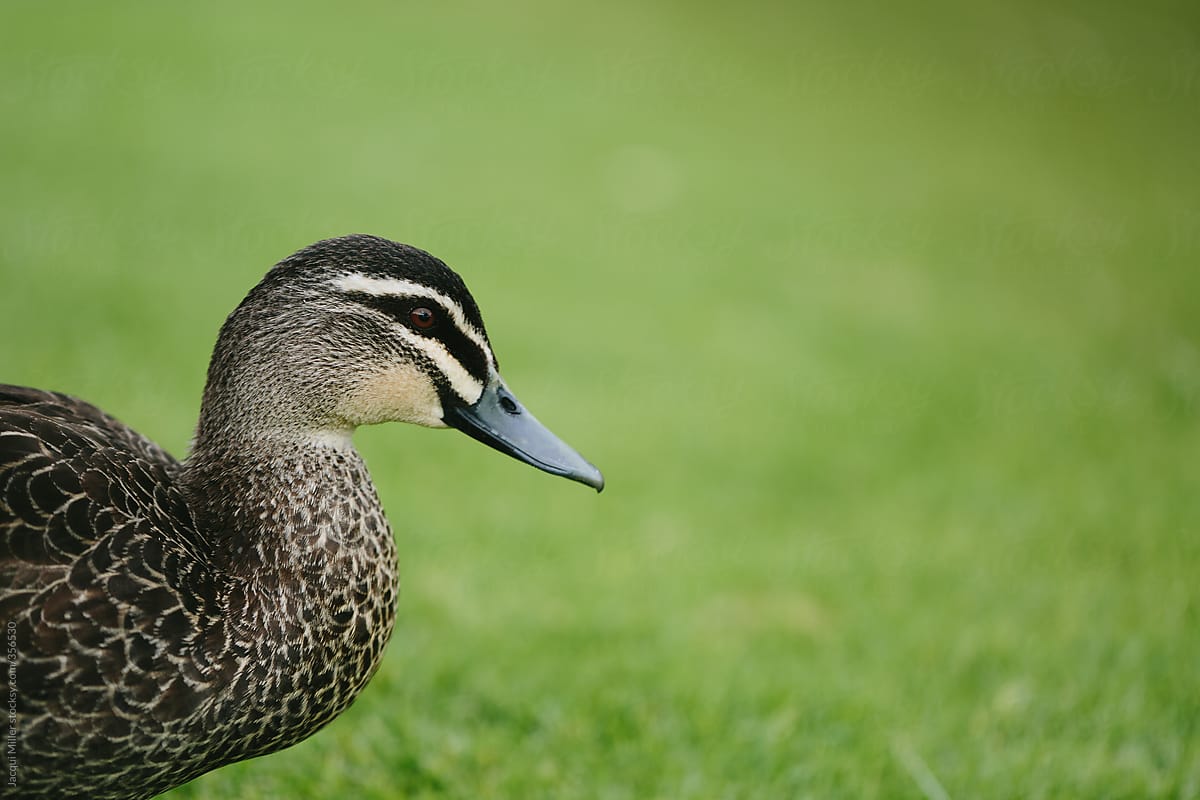Side view of Pacific black duck with copyspace