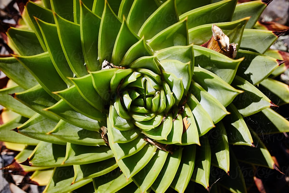Twisting Aloe plant