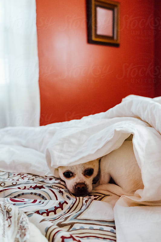 A white chihuahua boston terrier mix puppy hiding under blankets in bed