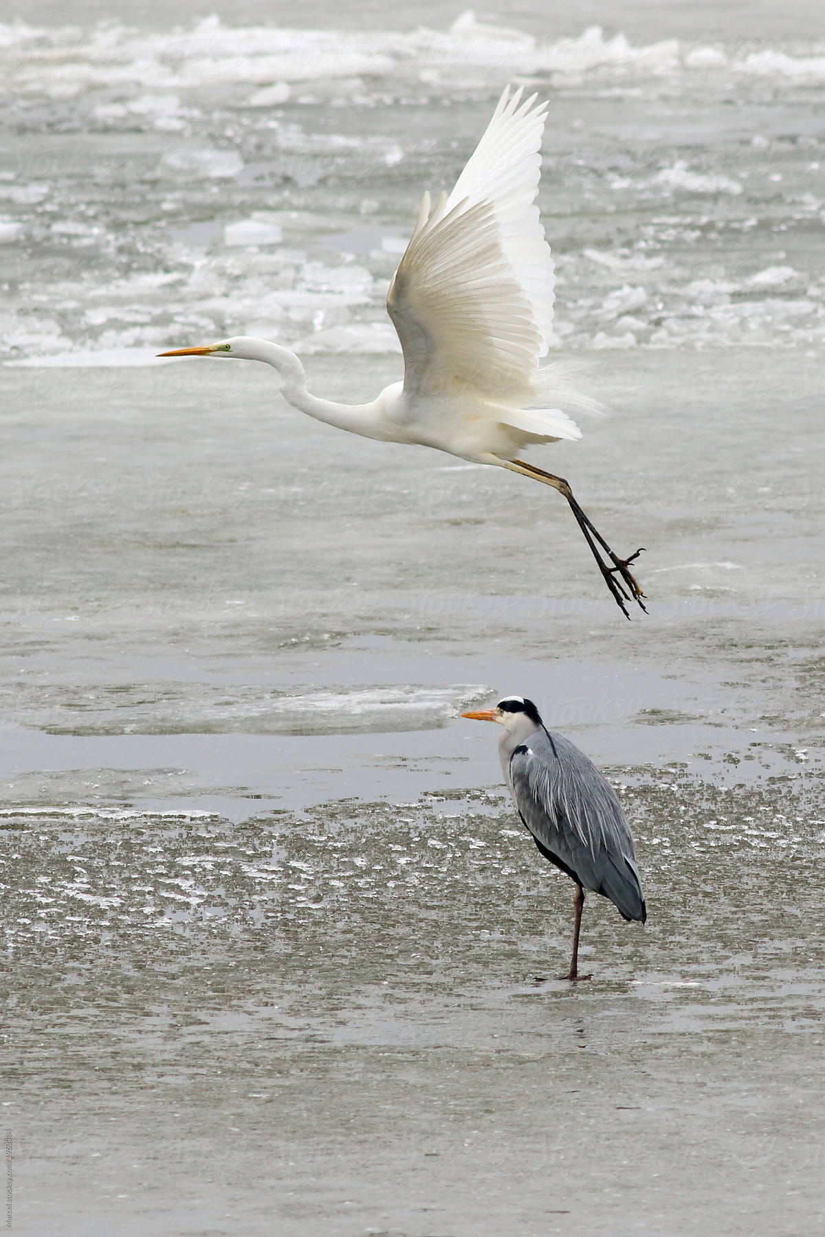 Great white egret flying over a heron on ice