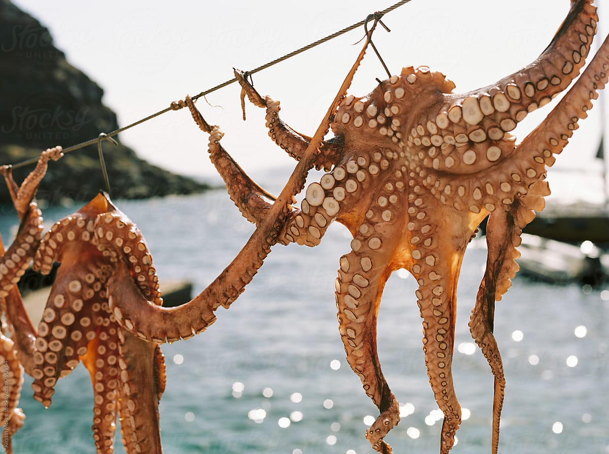 Two octopodes, air drying in Santorini, Greece