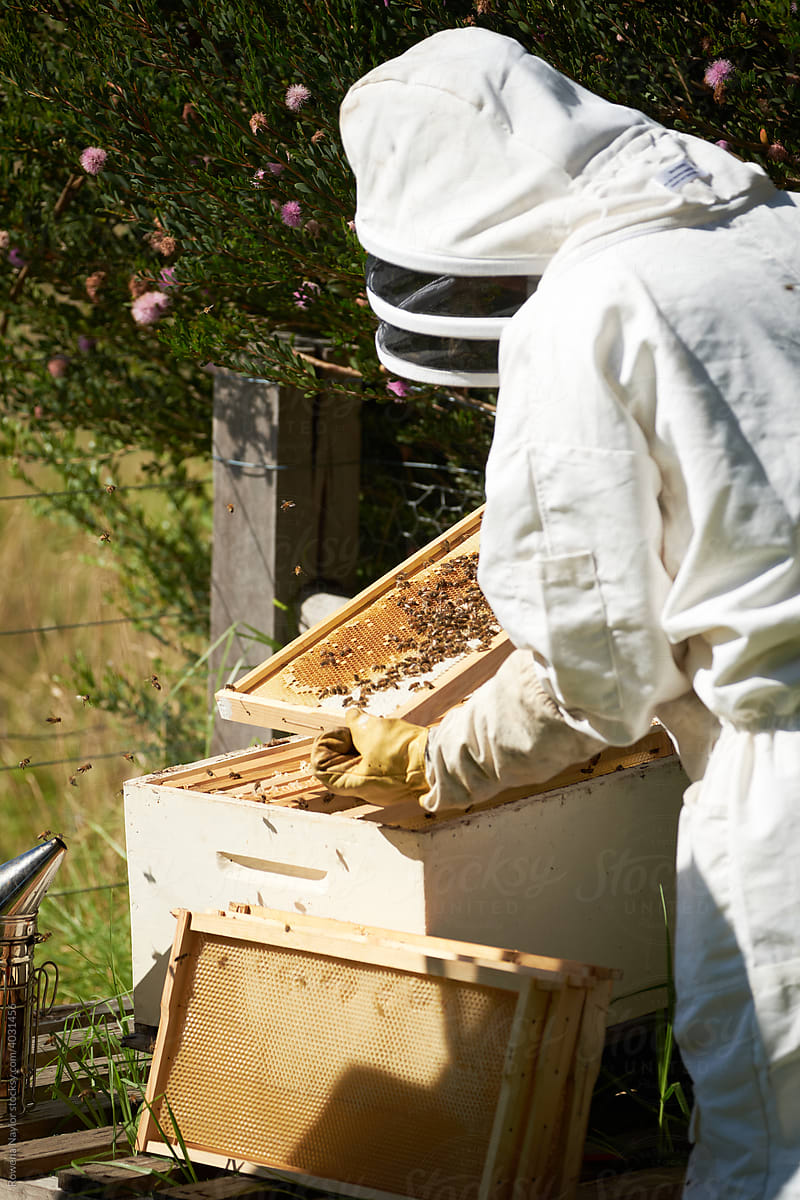 Beekeeper inspecting honeycomb mat