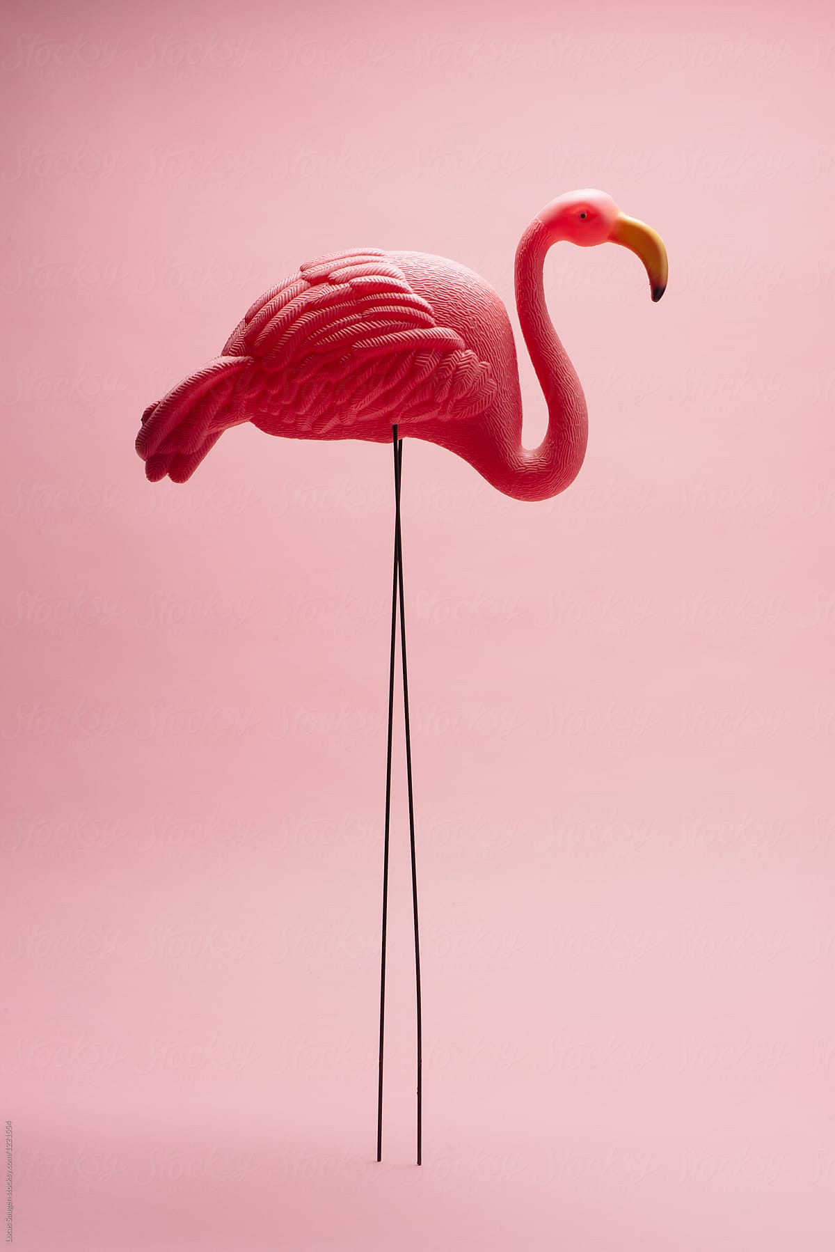 Pink flamingo shot on a pink background.