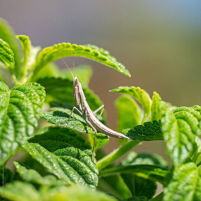 Small white praying mantis on a plant