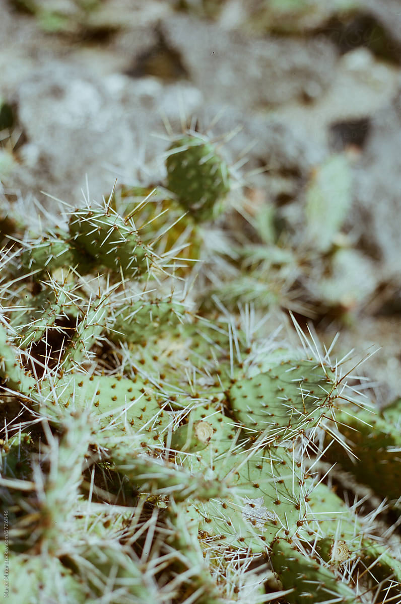 Scorching summer cactus