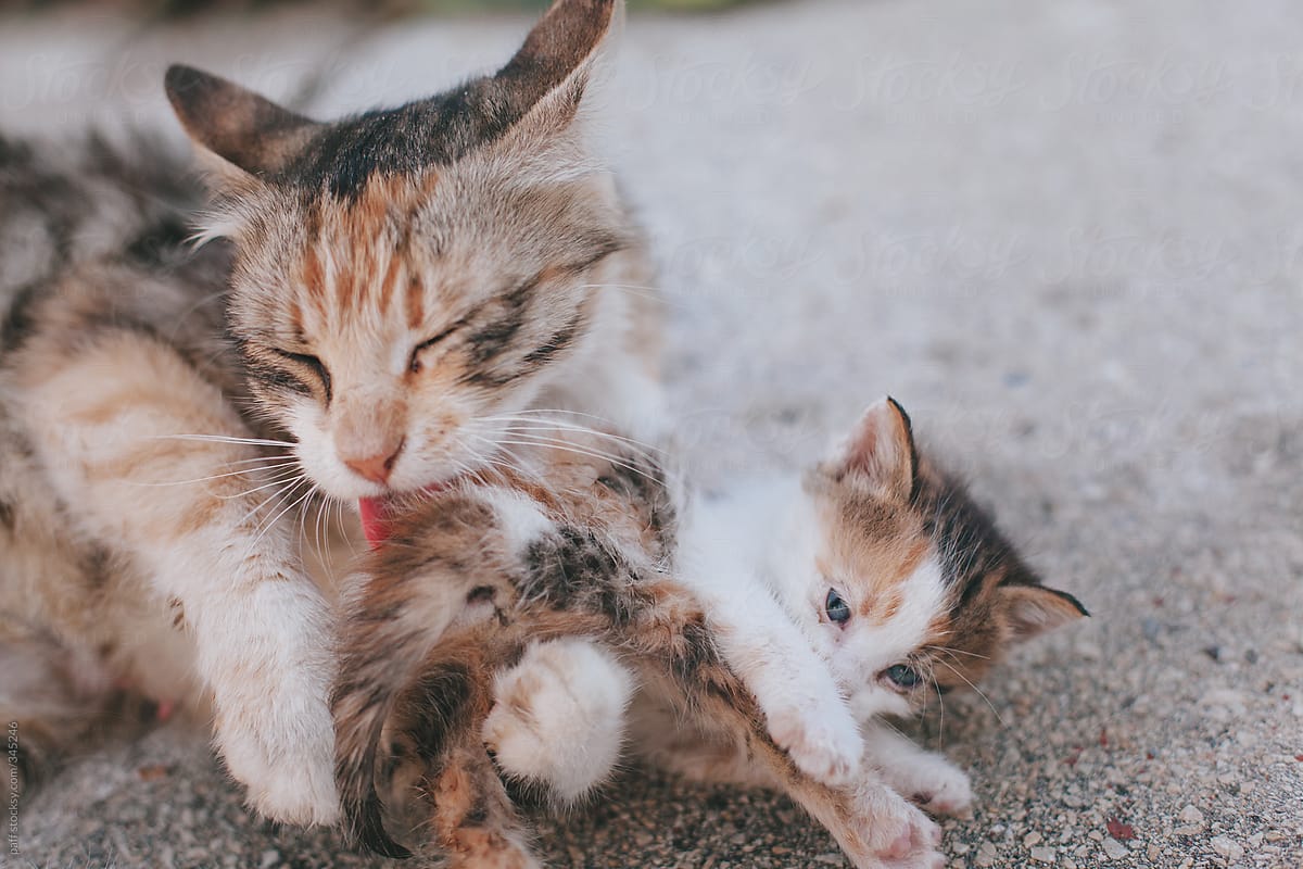 Stray cat cleaning her baby