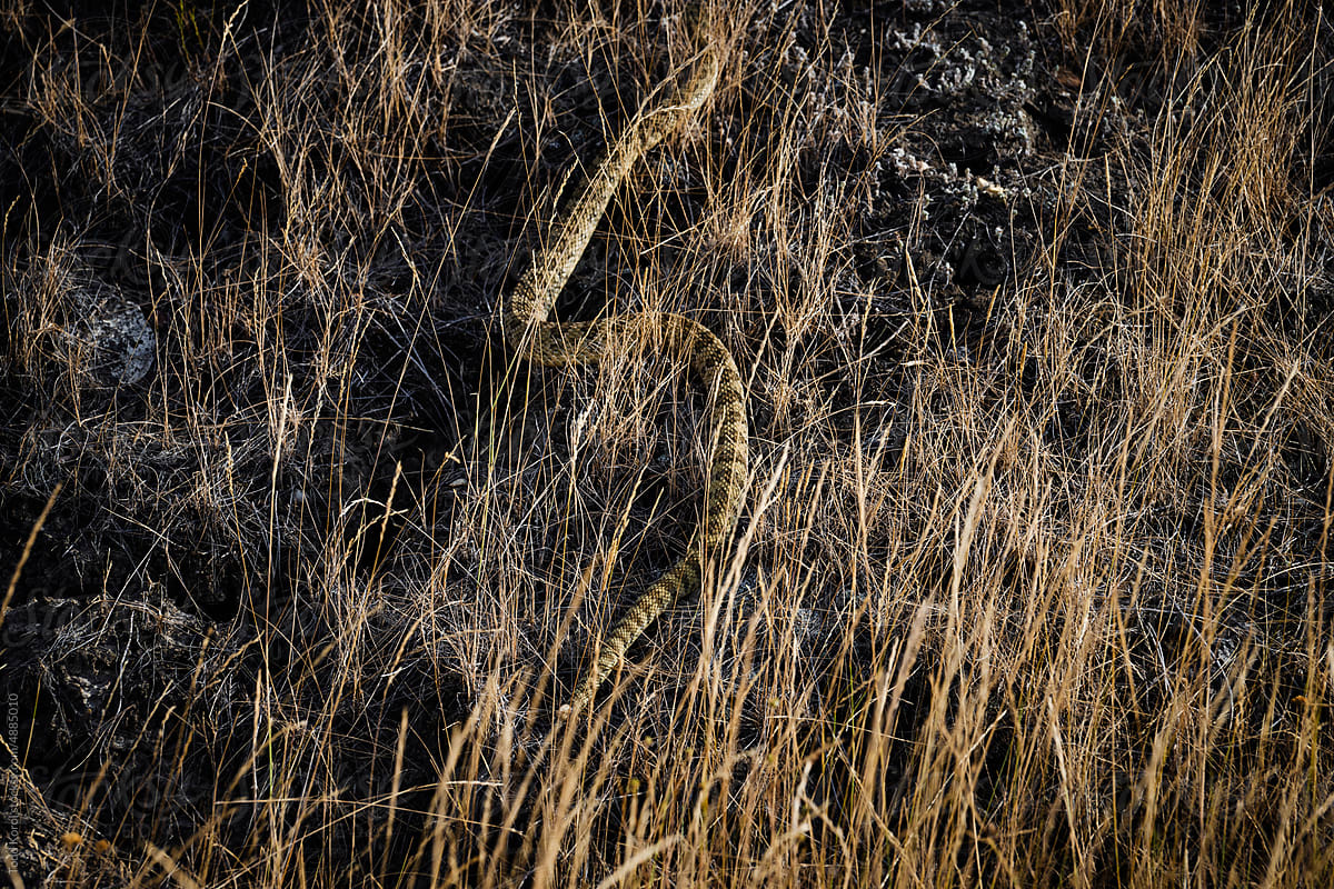 A prairie rattlesnake in the grass.