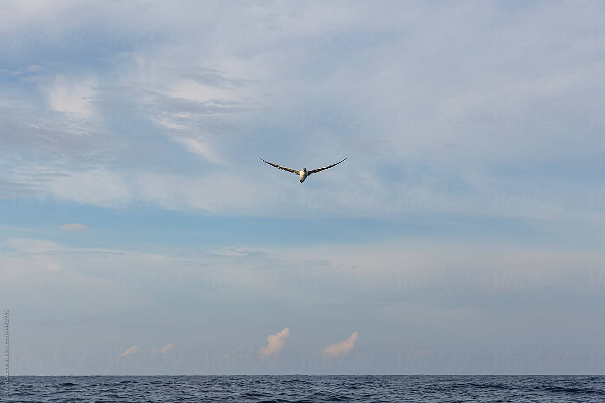 A bird flying with the sky in the background