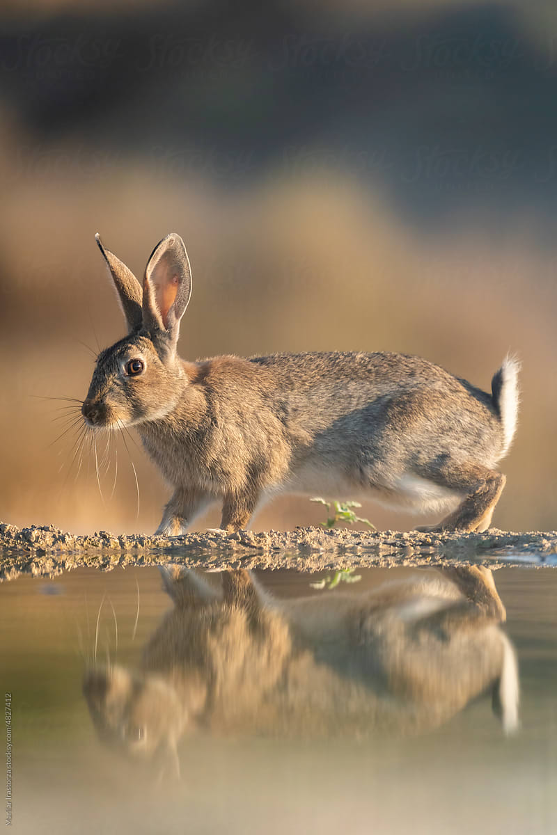 Rabbit Reflected In A Pond